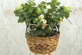 Straw Basket Plant Pot by BasketGem 4