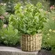 Straw Flower Pot Products Wholesale - BasketGem 3
