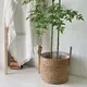 Straw Plant Pot Manufacturer - - BasketGem 3