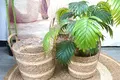 Straw Basket Plant Pot - - BasketGem 4