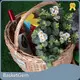 Willow Weaving Supplies - - BasketGem-1 1