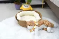 Wholesale Cotton Cat Bed by BasketGem-1 5